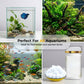 🌊Aquarium Green Water & Moss Eliminator
